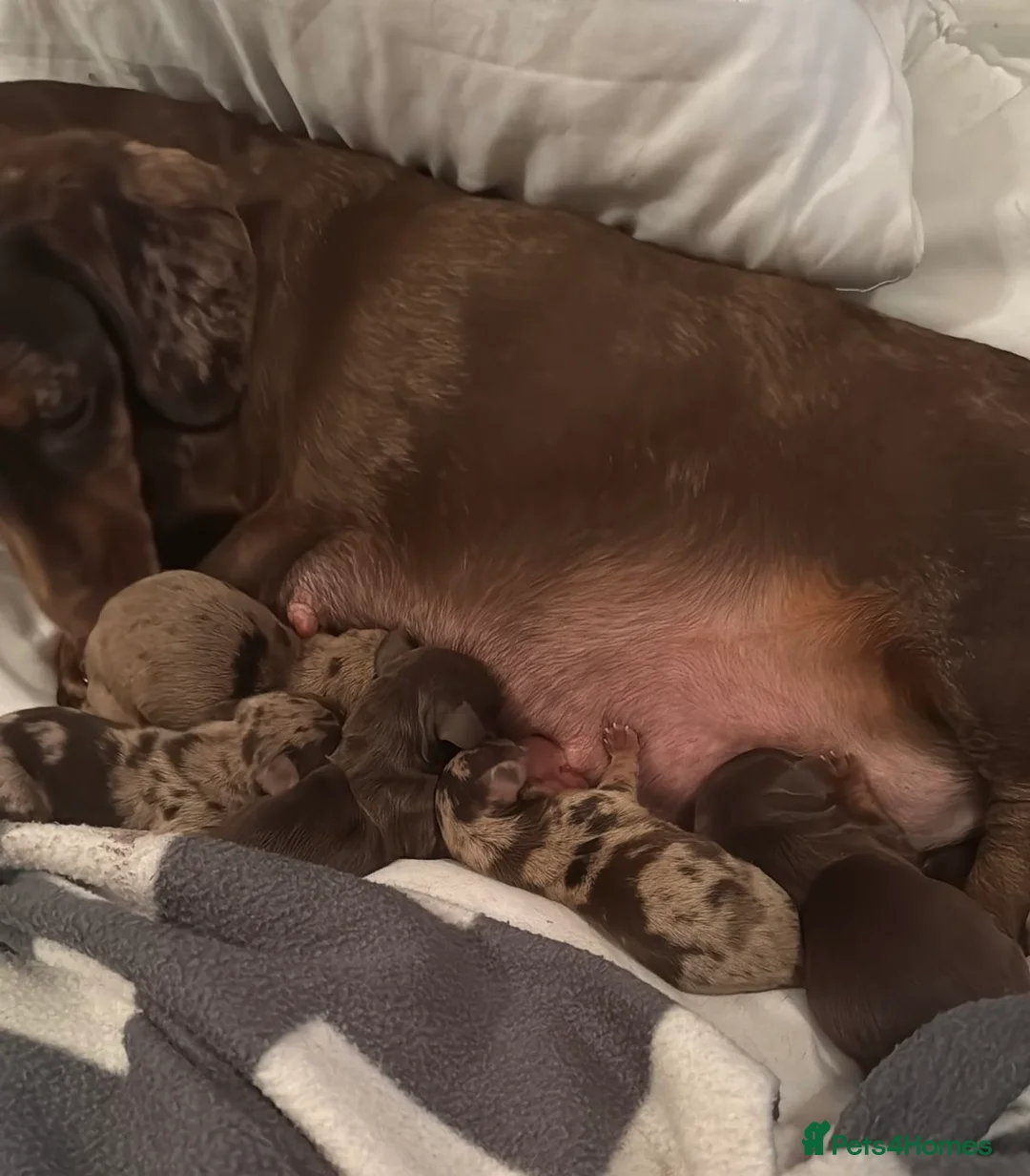 Miniature Dachshund dogs for stud: KC reg Isabella & Tan Stud! Free ovulation test in Stockton-on-Tees - Advert 23