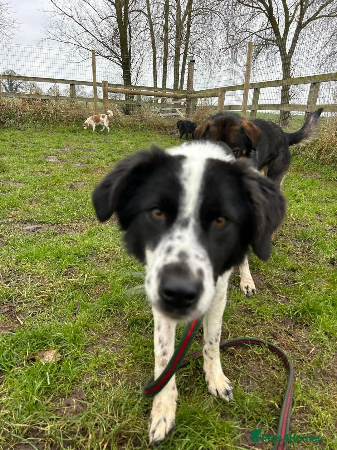 Mixed Breed dogs for adoption: Magpie - Norwich Norfolk  in Norwich - Advert 16