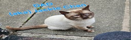 Mixed Breed cats for sale: Tonkinese cross kittens - Advert 6