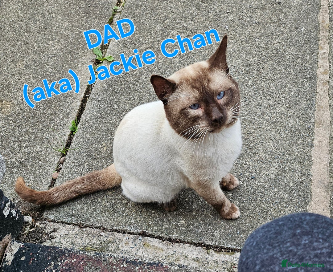 Mixed Breed cats for sale: Tonkinese cross kittens - Advert 6