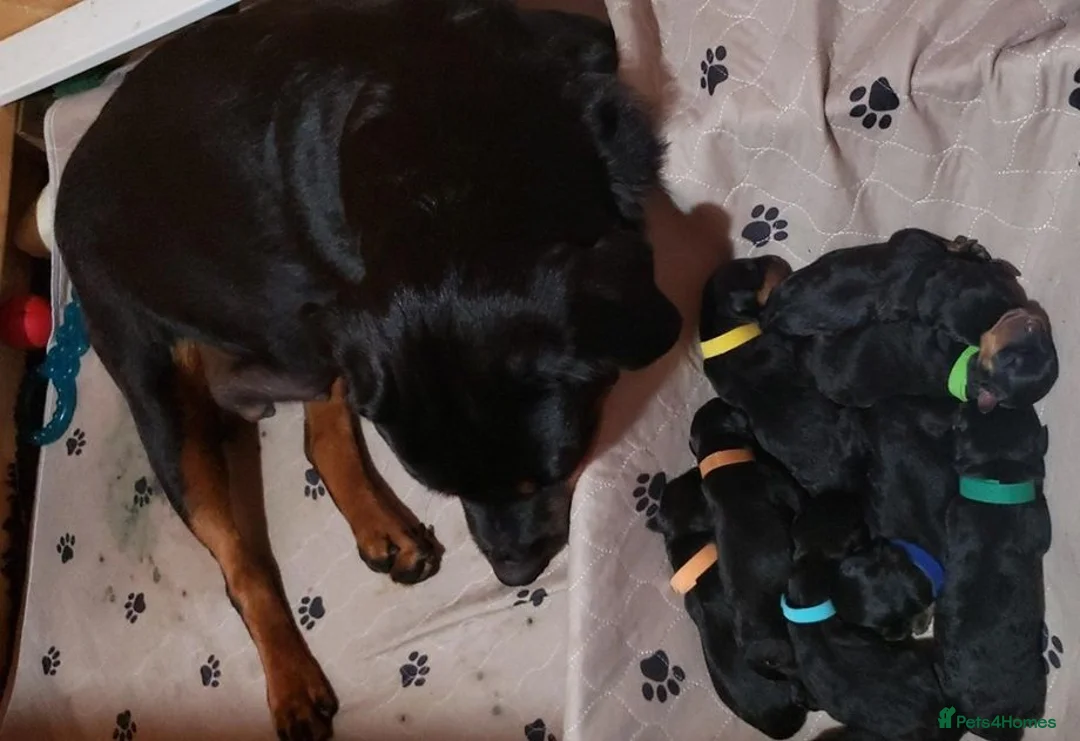 Rottweiler dogs for sale: sdkdjs Perfectly Healthy & Well-Socialized Puppies in Radstock - Advert 7