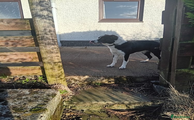 Border Collie dogs - Advert 6