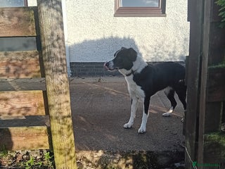 Border Collie dogs - Advert 8