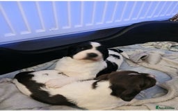 English Springer Spaniel dogs for sale: 2 beautiful English springer spaniel puppies  - Image 5