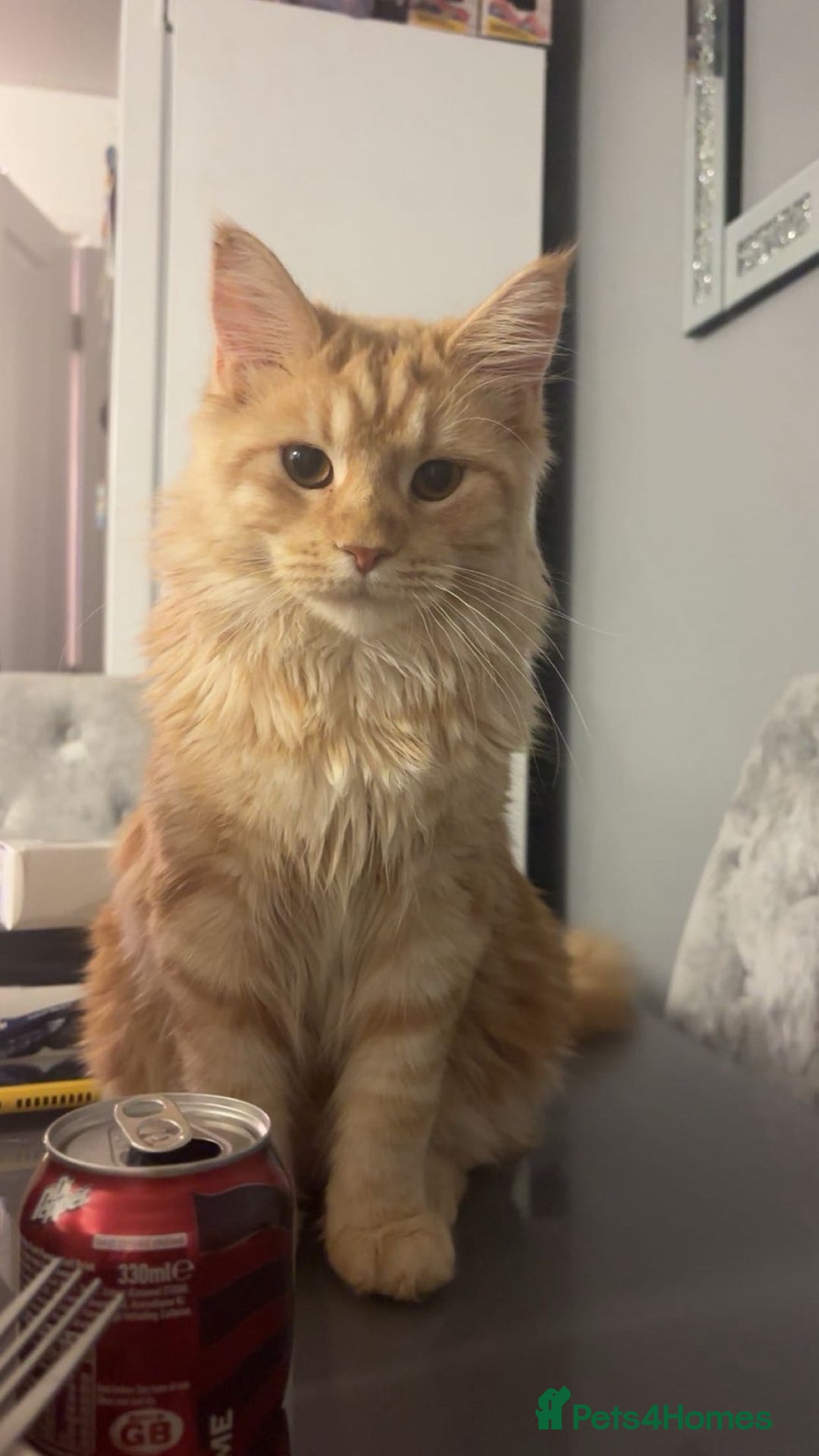 Mixed Breed cats for sale: Himalayan x Mainecoon  - Advert 15