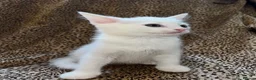 Turkish Angora cats for sale: Turkish Angola white kitten / BOY - Advert 3