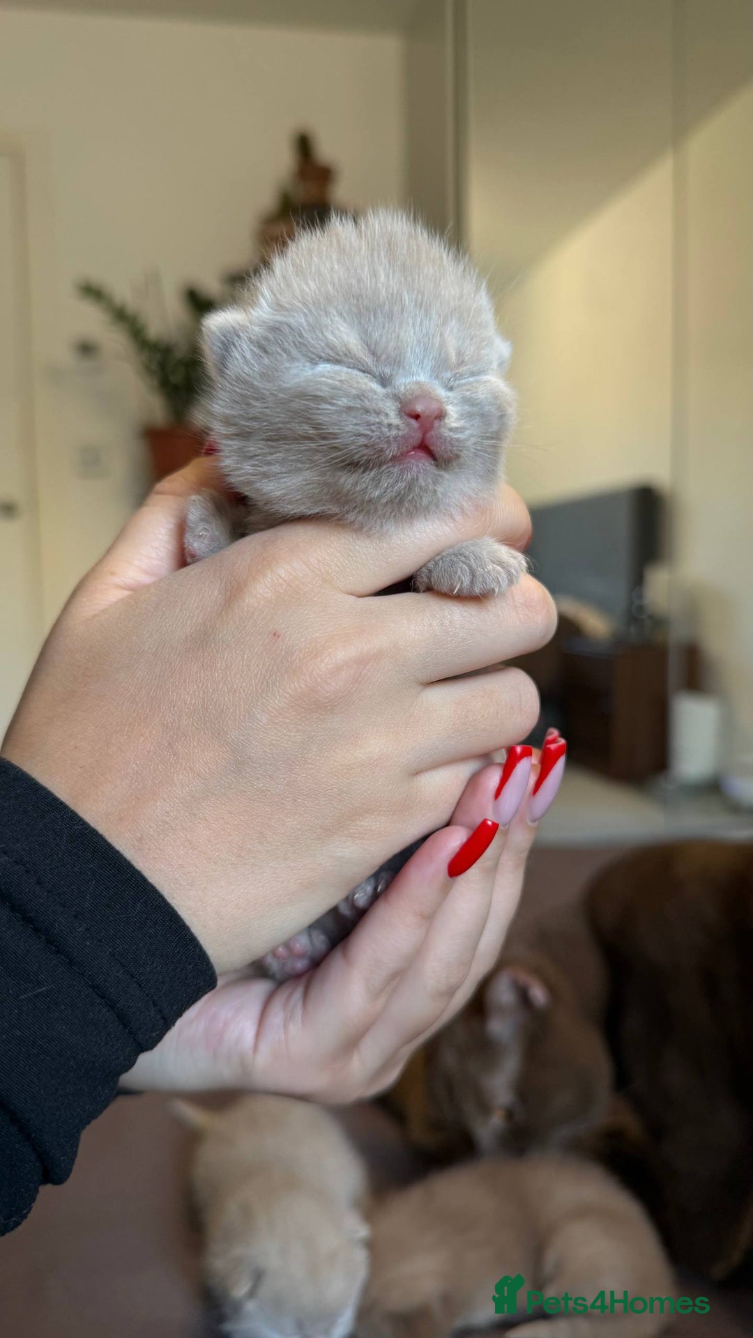 British Shorthair cats for sale: Luxury British Shorthair Kittens | Cinnamon & Fawn - Advert 15