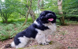 Newfoundland dogs for sale: QUALITY KC REGISTERED NEWFOUNDLAND PUPPIES - Image 16