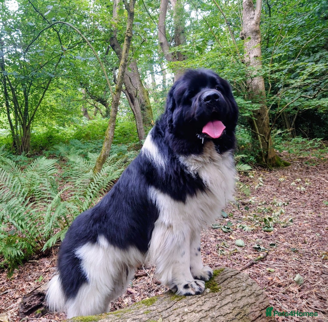 Newfoundland dogs for sale: QUALITY KC REGISTERED NEWFOUNDLAND PUPPIES - Image 16