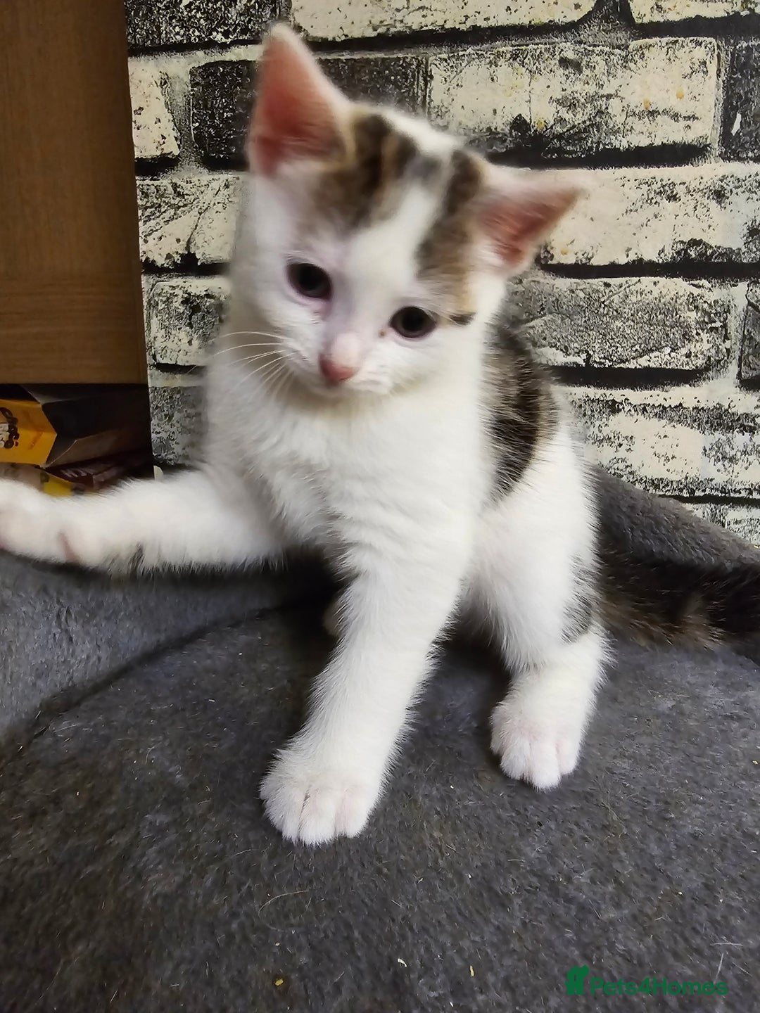 Mixed Breed cats for sale: Domestic kittens forsale - Image 12