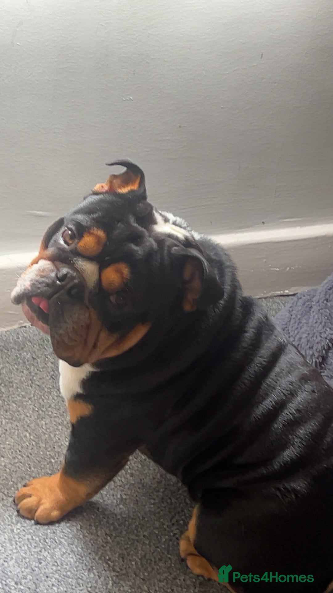 English Bulldog dogs for stud: Stud English Bulldog - Image 4