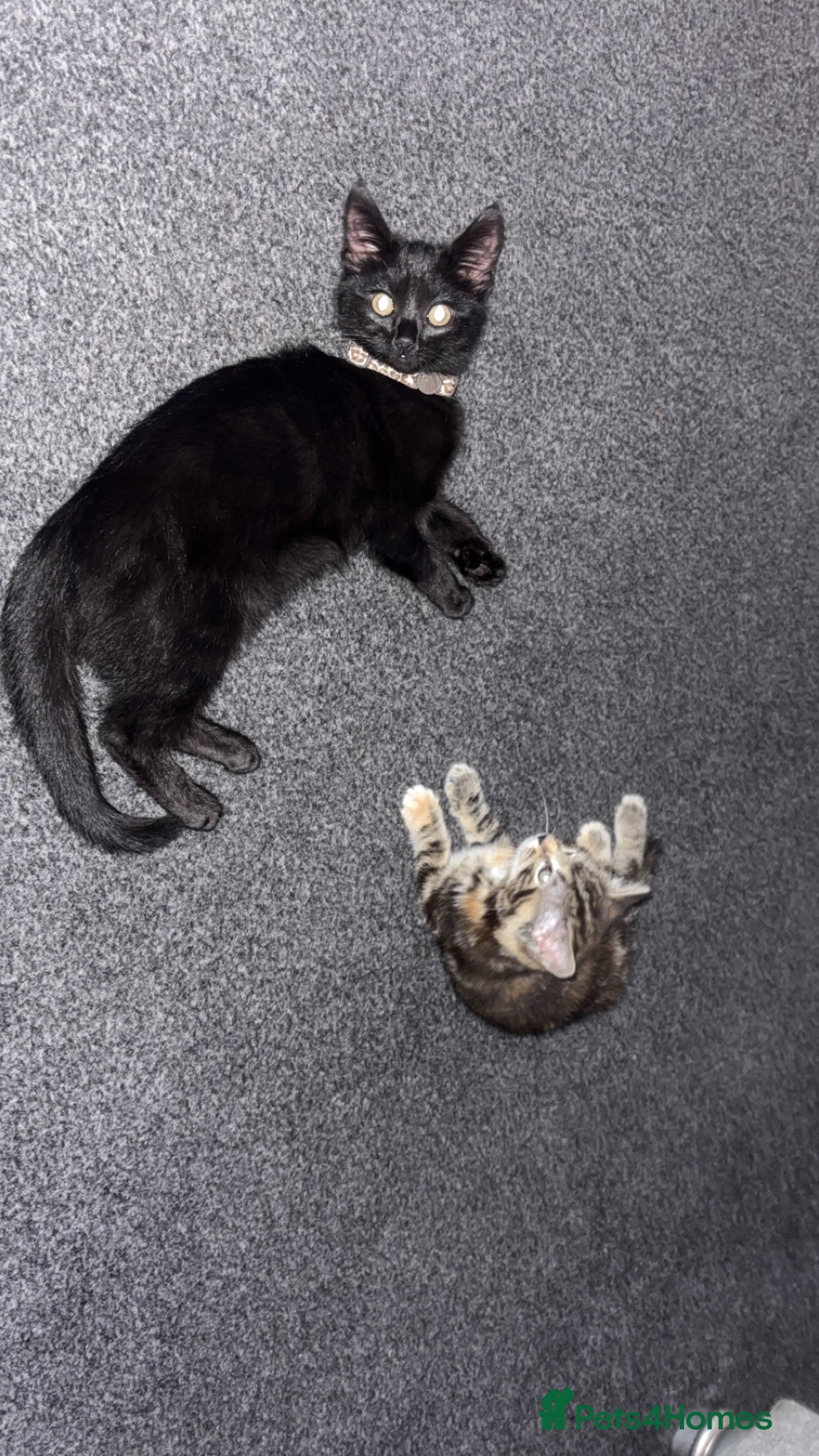 Mixed Breed cats 2 cats for rehoming  - Advert 1