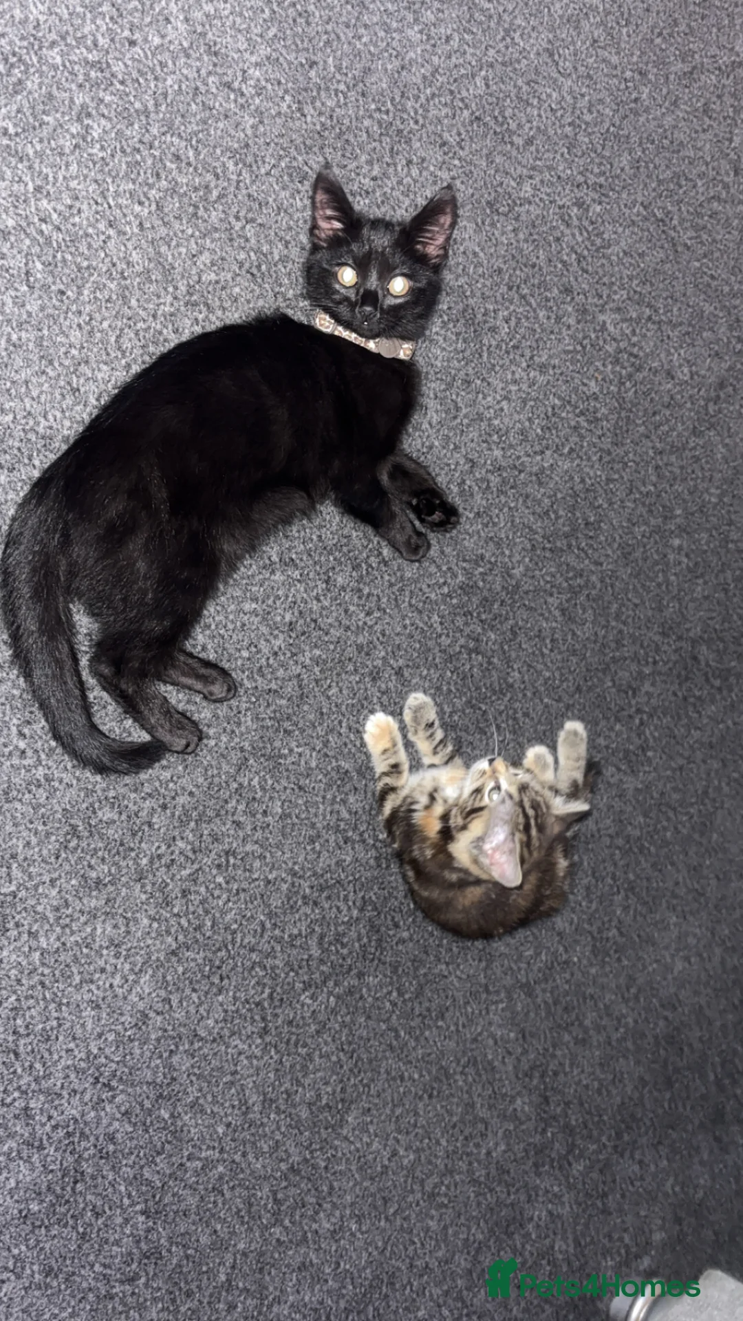 Mixed Breed cats for sale: 2 cats for rehoming  in Porth - Advert 1