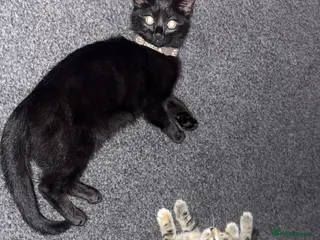 Mixed Breed cats 2 cats for rehoming - Advert 1