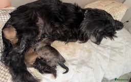 Mixed Breed dogs for sale: chihuahua+Westie mixed breed - Image 2