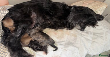Mixed Breed dogs - Advert 8