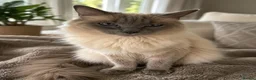Birman cats for sale: Birman Kittens - Advert 8