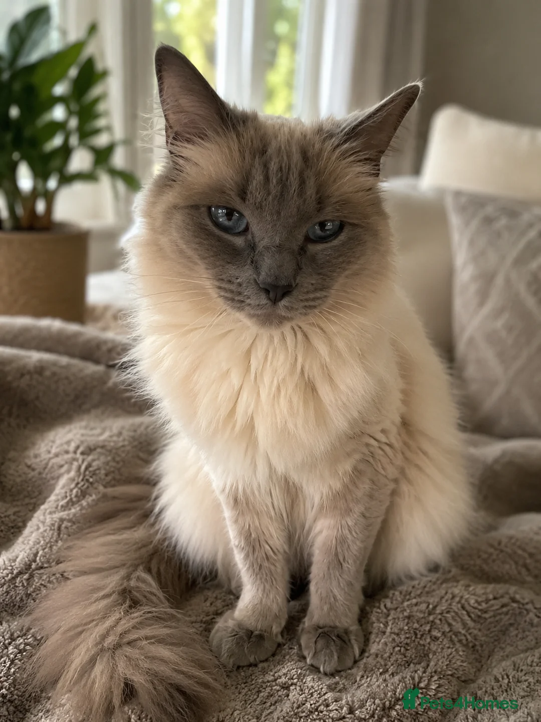 Birman cats for sale: Birman Kittens - Advert 8