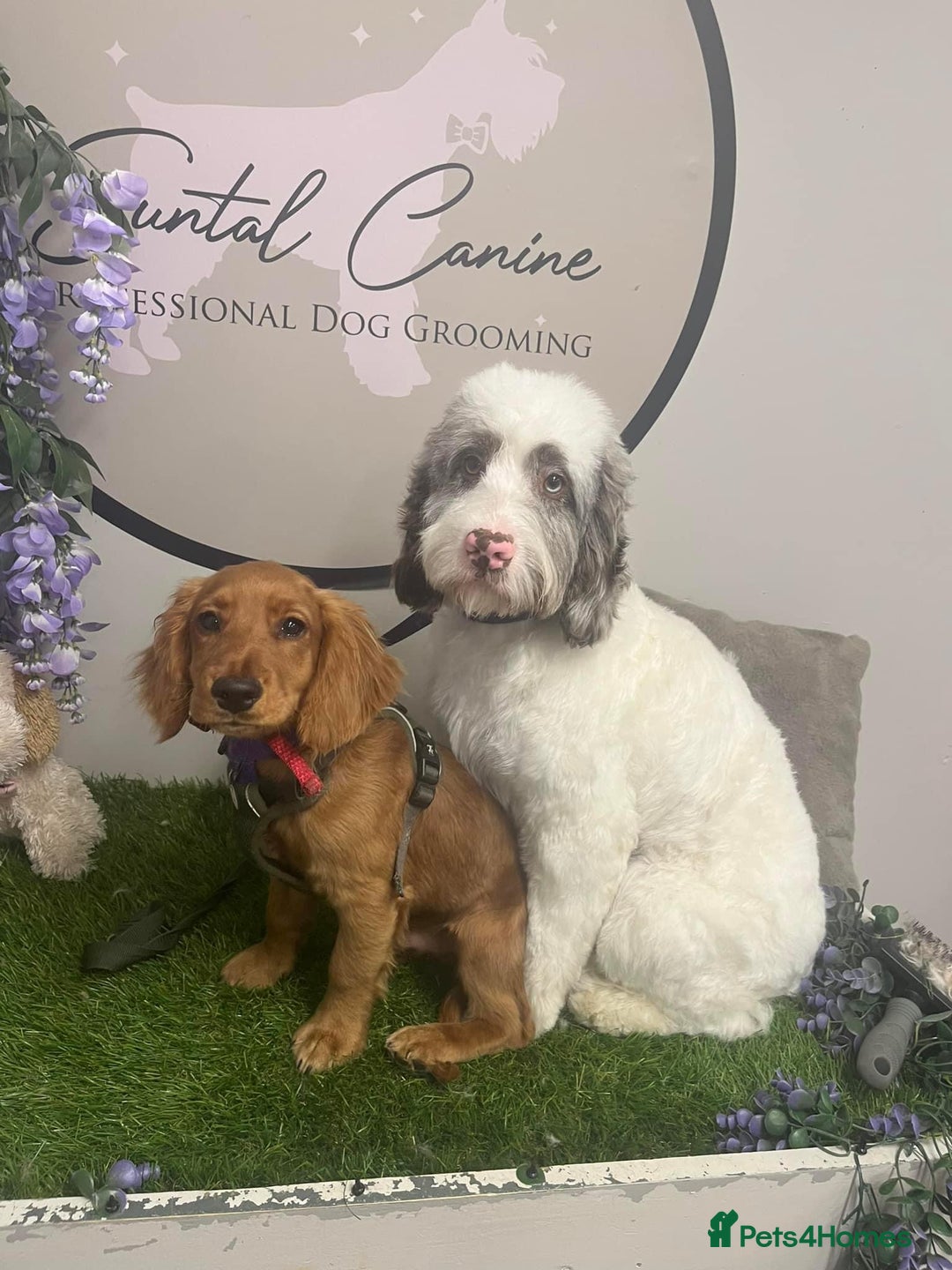 Mixed Breed dogs for sale: 2 best friends looking for their forever home  - Image 3