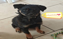 Mixed Breed dogs for adoption: 🐶💖 MATILDA 💖🐶 - Image 4