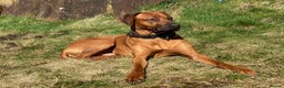 Rhodesian Ridgeback dogs for stud: Proven KC Reg Fully Health Tested RR for Stud in Bolton - Advert 17