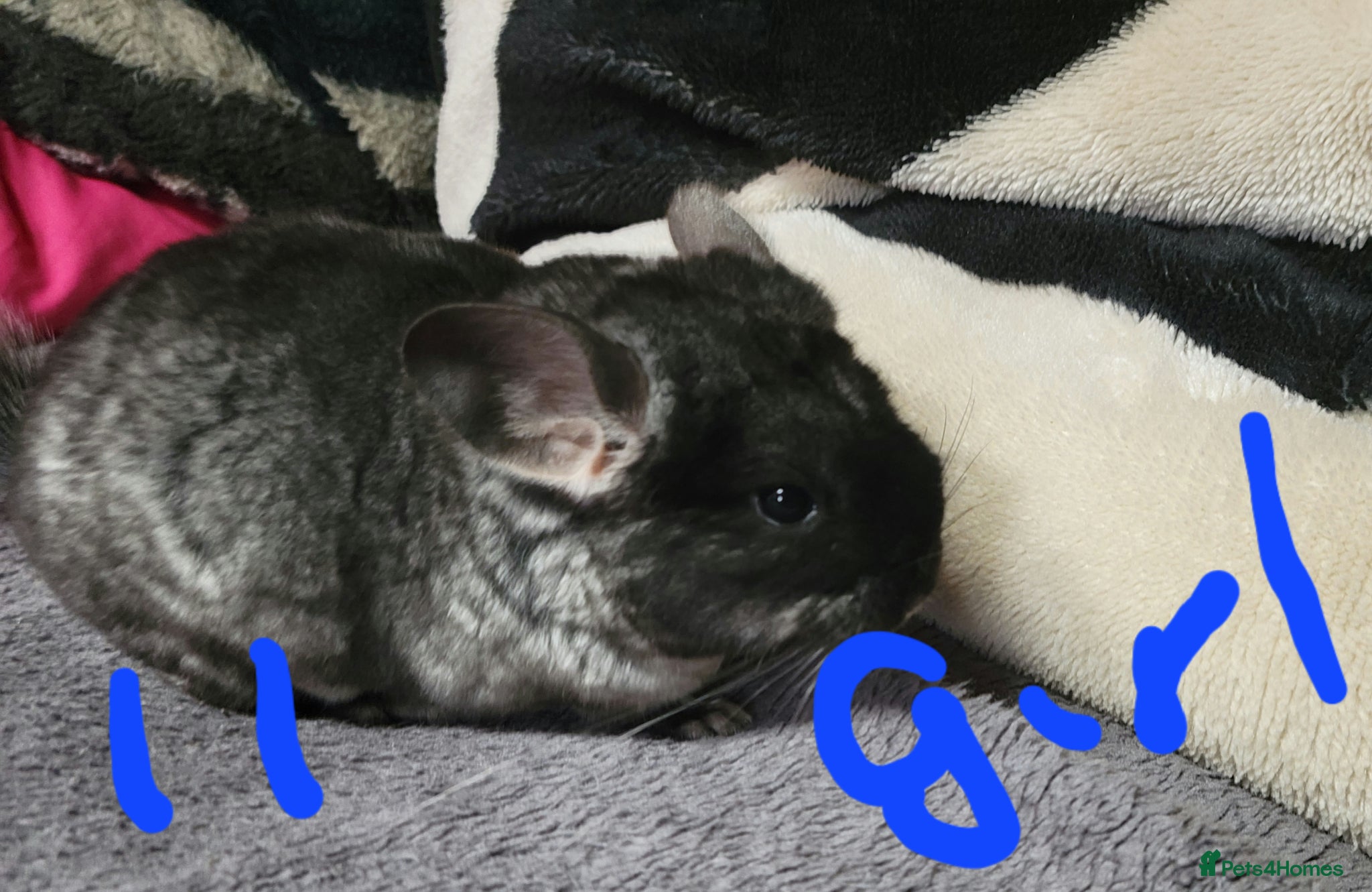 Chinchilla rodents Baby female chinchillas for sale  - Advert 6