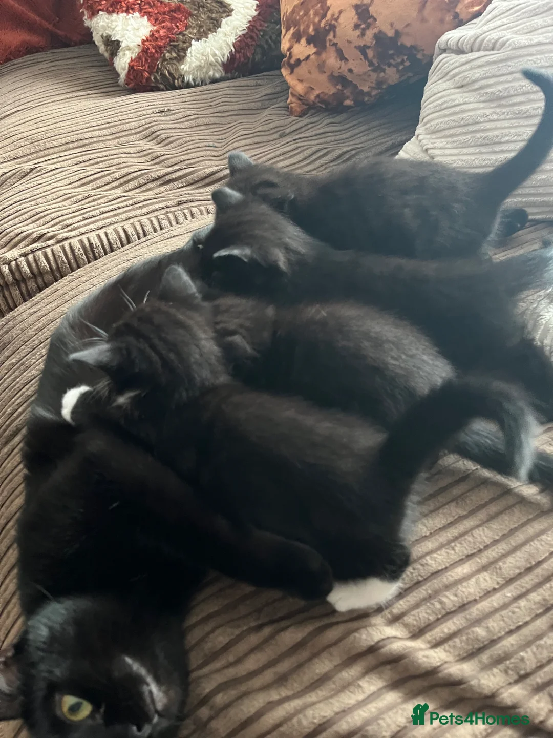 Mixed Breed cats for sale: Kittens  - Advert 1