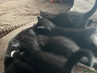 Mixed Breed cats Kittens - Advert 6