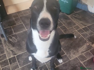 Mixed Breed dogs DUKE 1yr old mixed breed - Advert 11