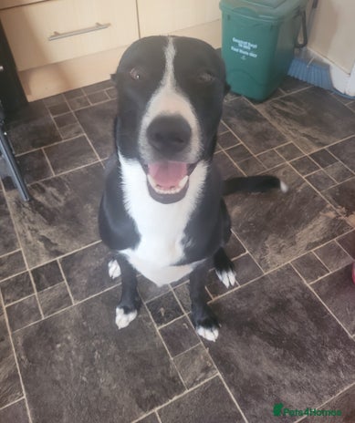 Mixed Breed dogs DUKE 1yr old mixed breed - Advert 3