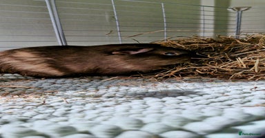Guinea Pig rodents - Advert 5