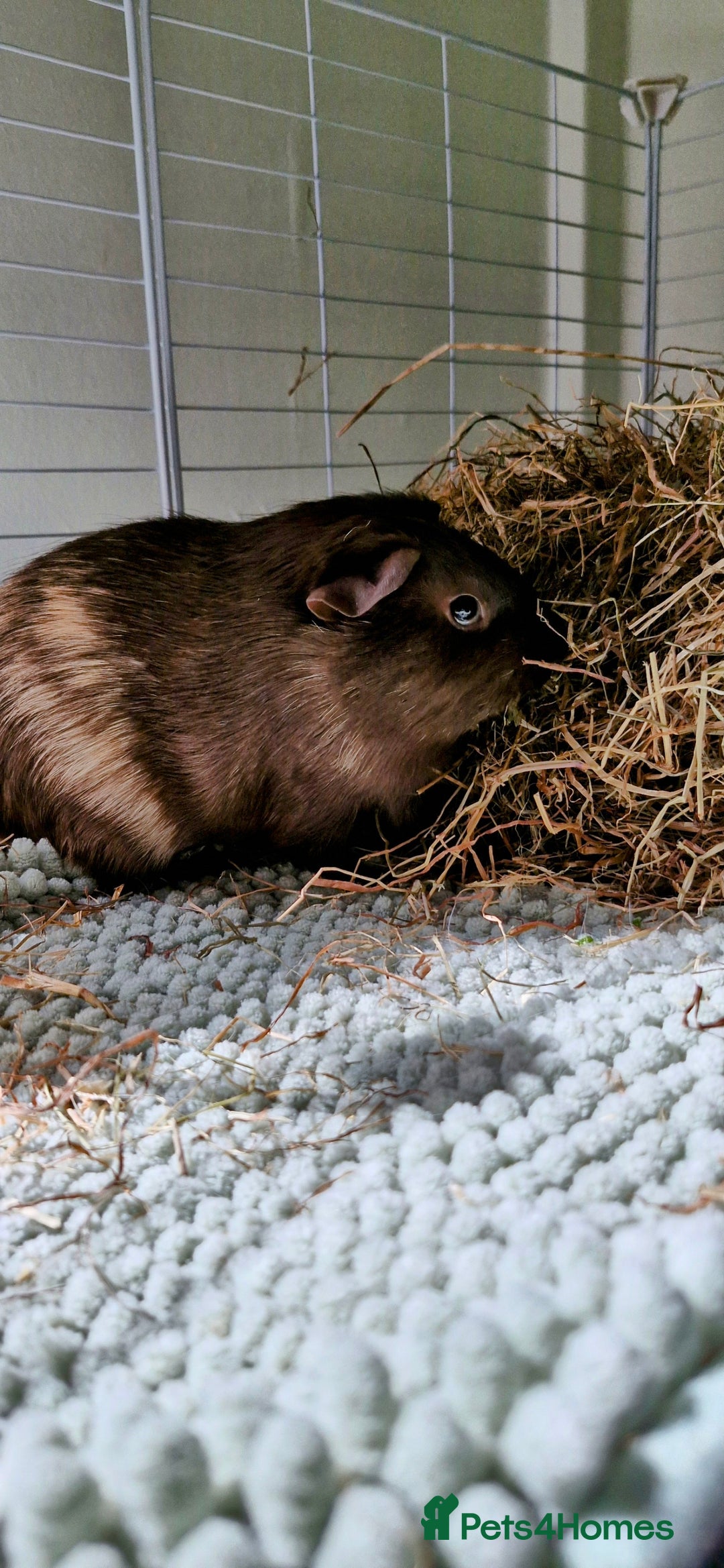 Guinea Pig rodents for sale: 3 Guinea Pigs and full set up - Image 3