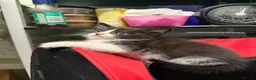 Mixed Breed cats for sale: 🐾 Adorable Kittens Looking for Loving Homes! 🐾 - Advert 10