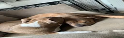 American Bully dogs for sale: Pocket bullys in Airdrie - Advert 9