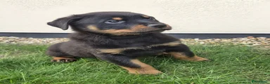 Rottweiler 1