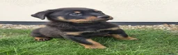 Rottweiler dogs for sale: PURE BREED ROTTWEILERS BIG LITTER in Knaresborough - Advert 8