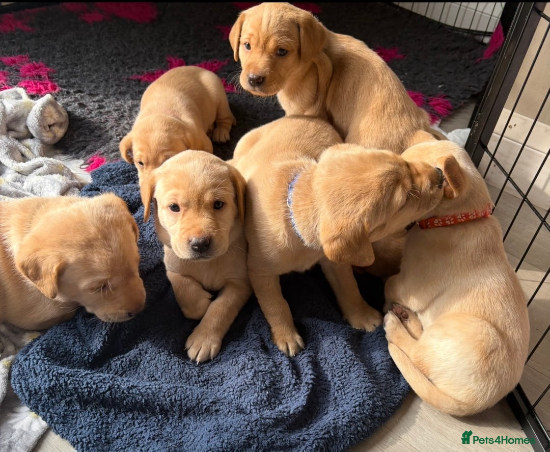 Labrador Retriever dogs for sale: Kc Red/yellow*READY NOW*Labrador Puppies  in Bacup - Image 12
