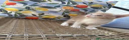 British Shorthair cats for sale: American curly ear Max - Advert 6