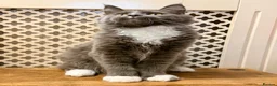 Maine Coon cats for sale: 💙 BLUE MAINE COON BOY *PARENTS HEALTH TESTED* 💙 - Advert 4