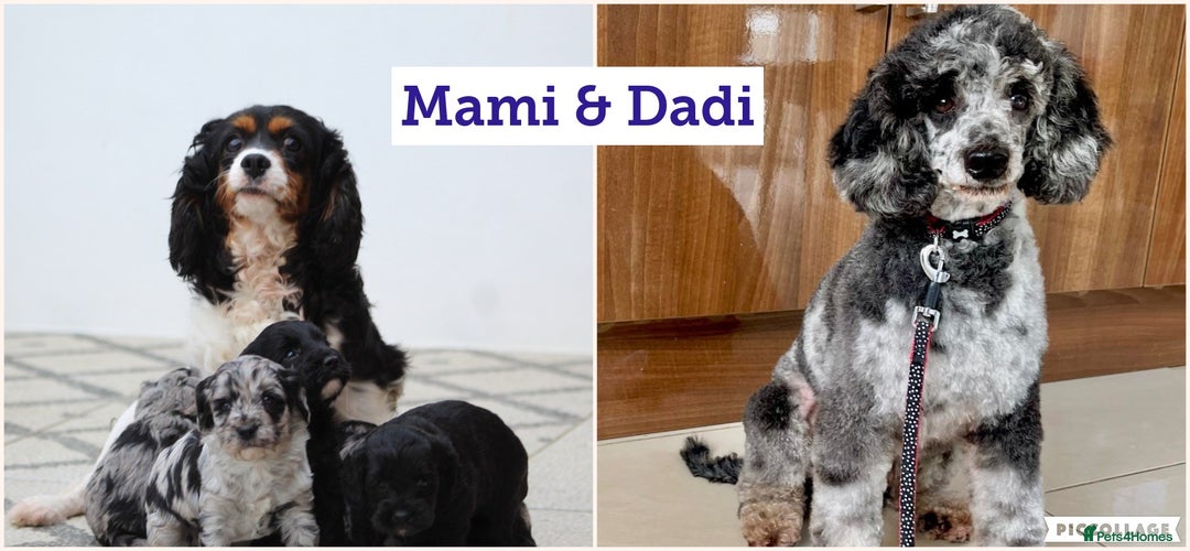 Cavapoo dogs for sale: Beautiful Cavapoo puppies for sale - Image 33
