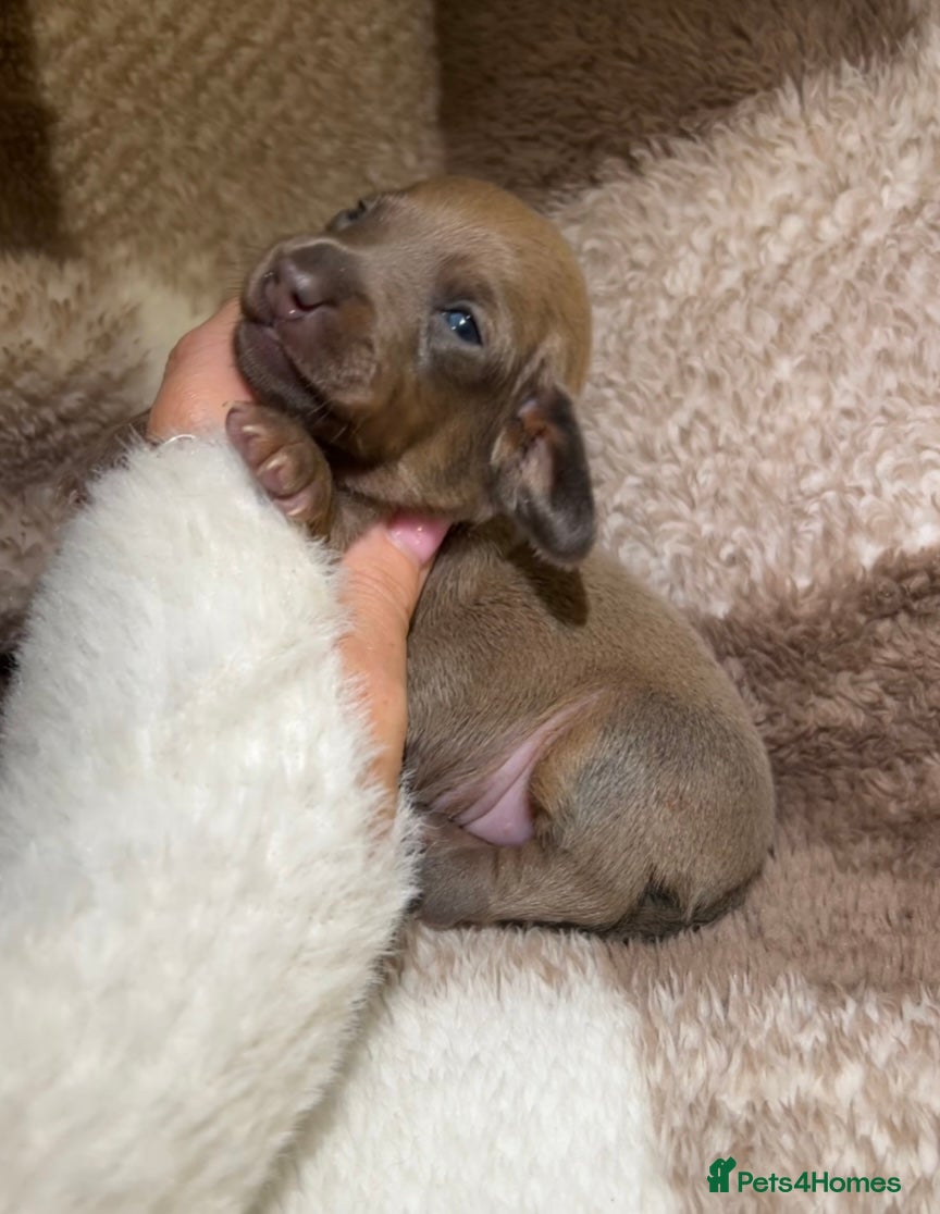 Miniature Dachshund dogs Tiny Kaninchen dachshunds  - Advert 7