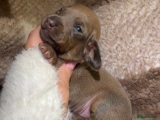 Miniature Dachshund dogs Tiny Kaninchen dachshunds - Advert 11