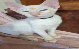 Siamese cats for sale: GCCF Traditional Red and Chocolate Point Saimese  in Darwen - Image 36