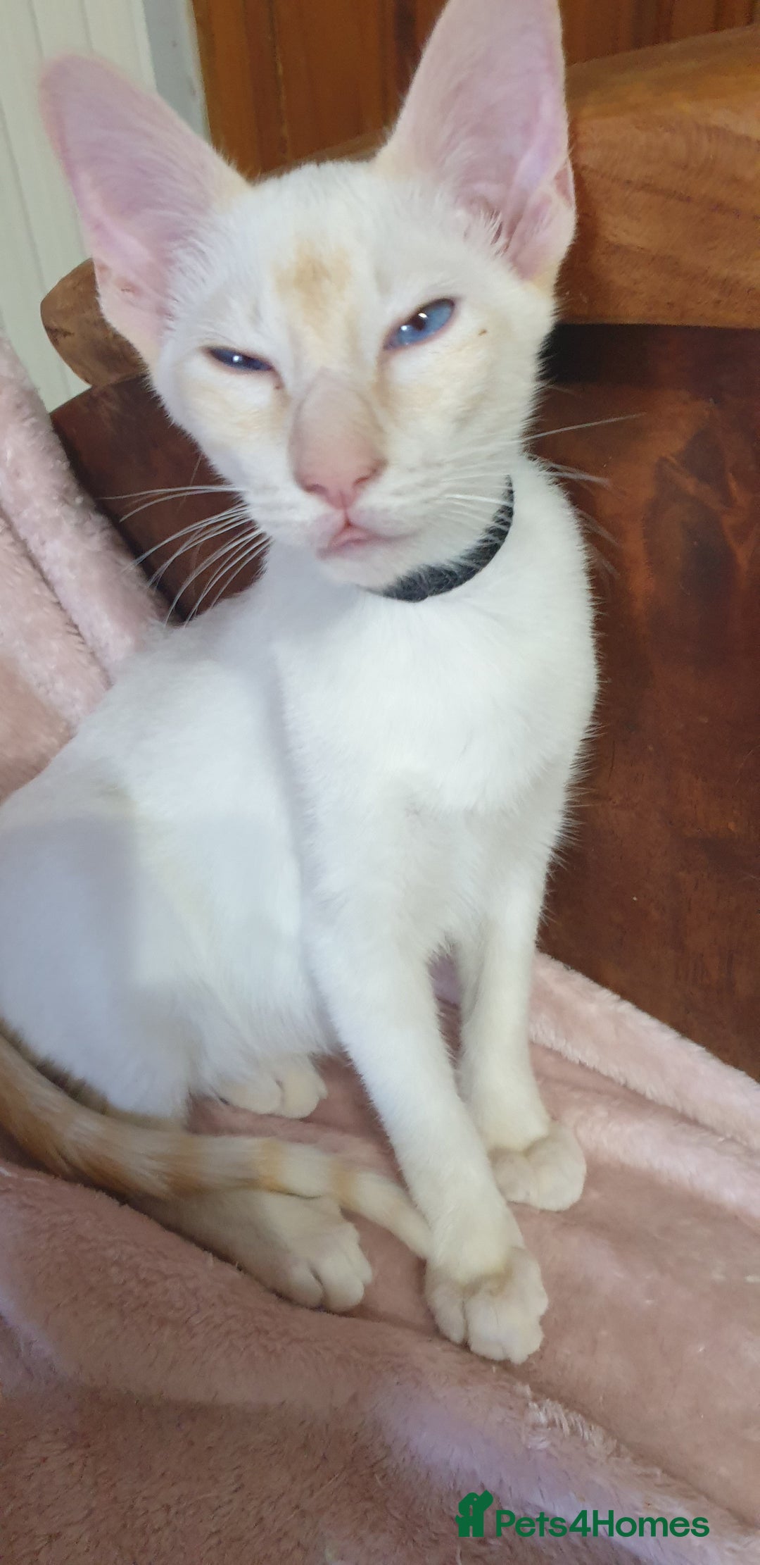 Siamese cats for sale: GCCF Traditional Red and Chocolate Point Saimese  in Darwen - Image 36