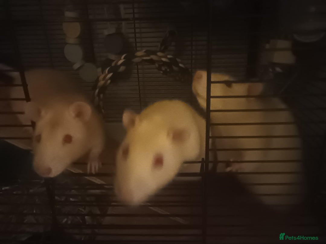 Rat rodents for sale: Three male rats looking for loving new home - Image 4