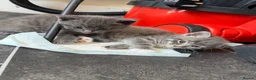 Mixed Breed cats for sale: Tabby and blue kittens - Advert 3