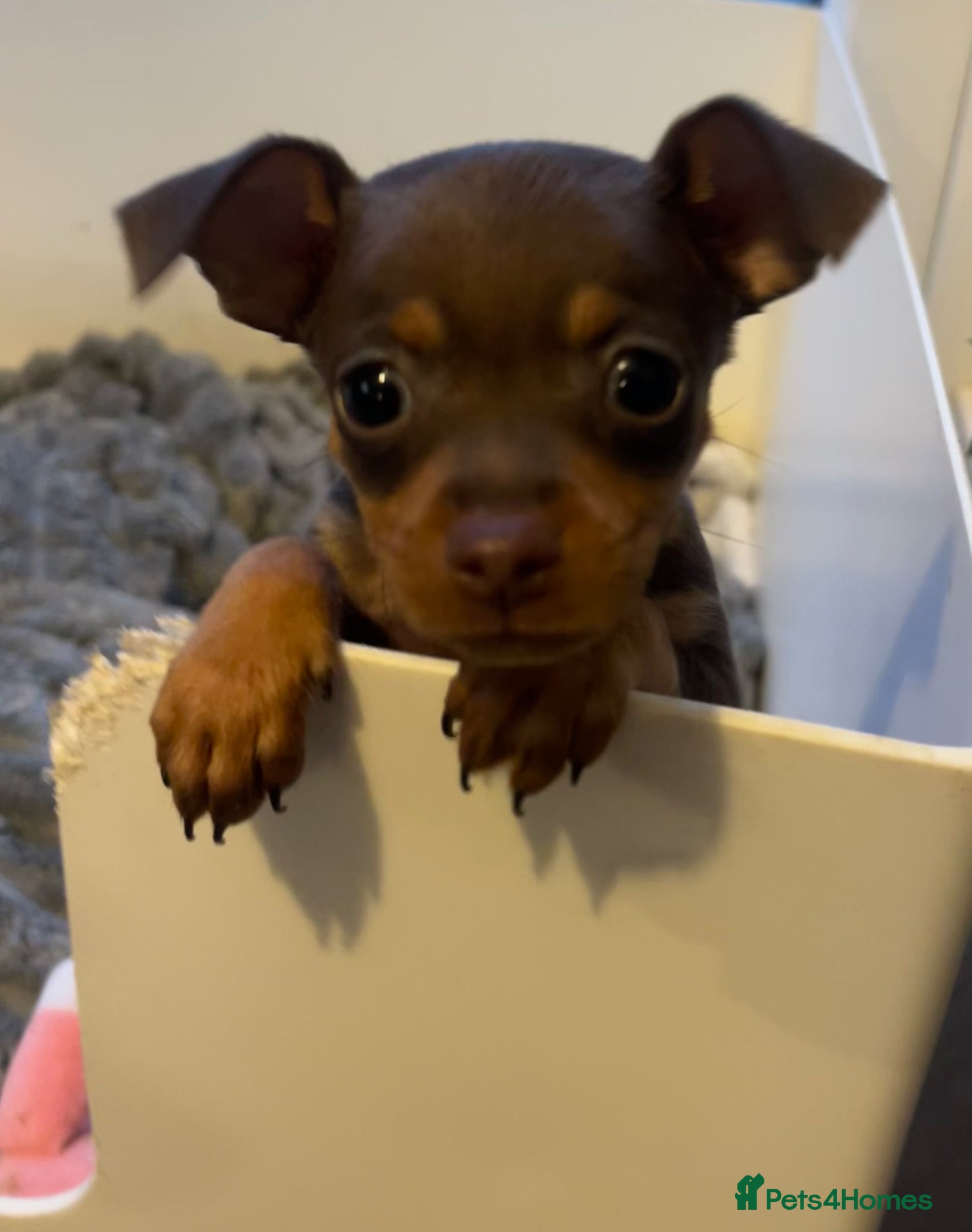 Miniature Pinscher dogs Beautiful 5generation pedigree min pin pupp - Advert 2