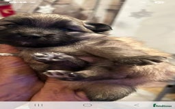 Mixed Breed dogs for sale: Pomspitz puppies  - Advert 2