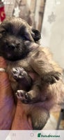 Mixed Breed dogs Pomspitz puppies - Advert 3