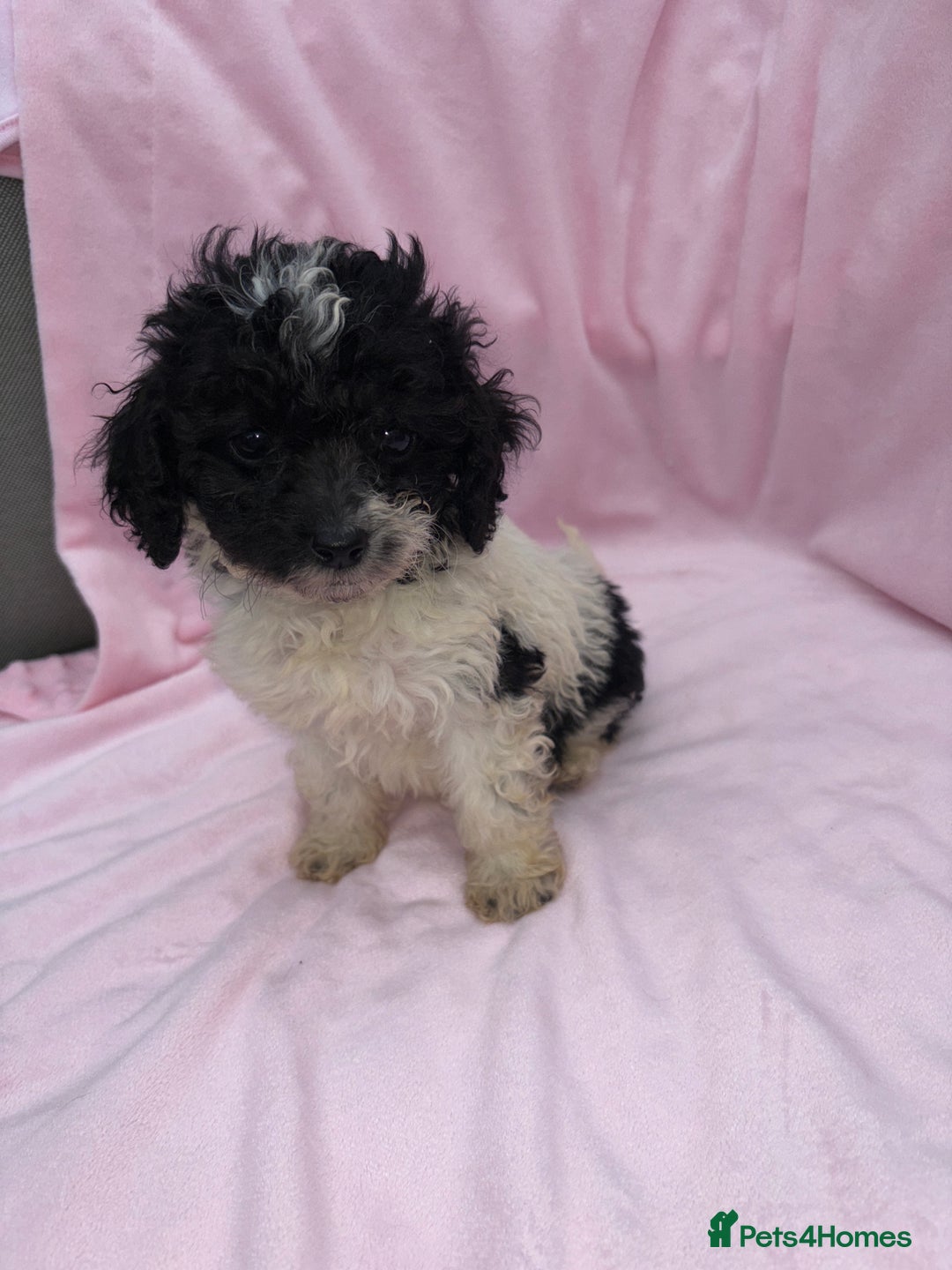 Cavapoo dogs for sale: Ready now Cavapoo puppies for sale  - Image 14
